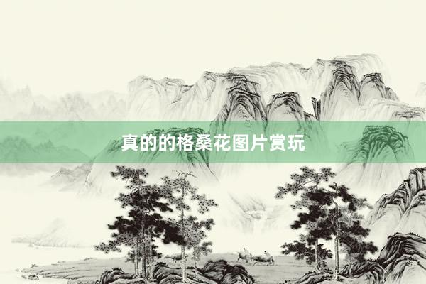 真的的格桑花图片赏玩