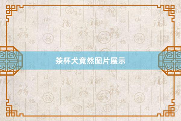 茶杯犬竟然图片展示